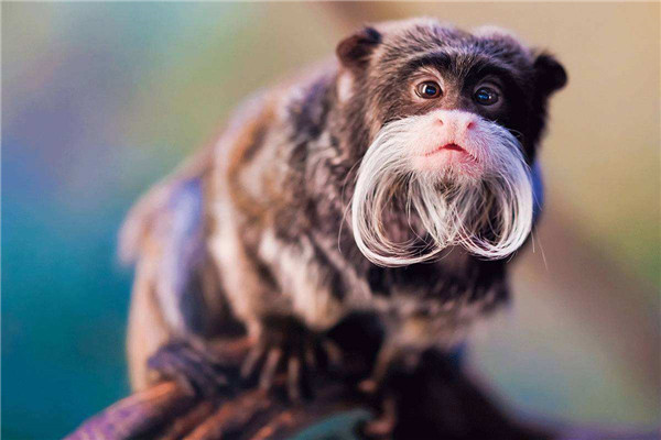 世界上鼻子最小的动物是什么 狨猴（鼻子只有1厘米左右）