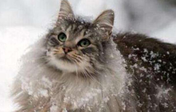 世界上最耐寒的猫 挪威森林猫(能适应零下16度的温度)