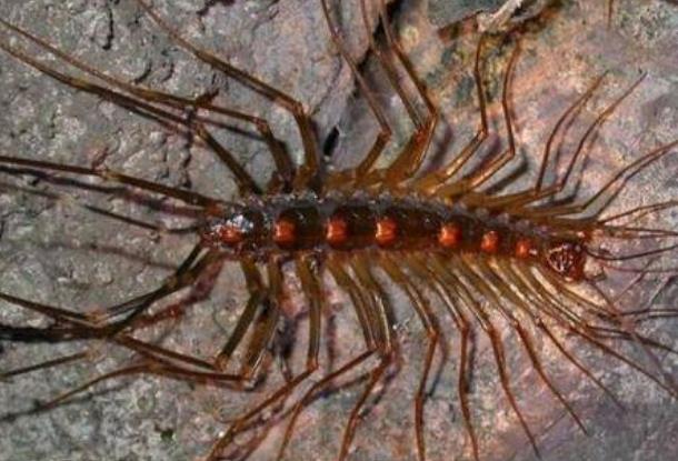 世界上腿最多的动物排名 千足虫(身体超过20段节)