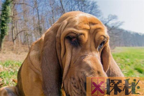 十大嗅觉猎犬排名 比利时的马林诺斯犬嗅觉非常灵敏