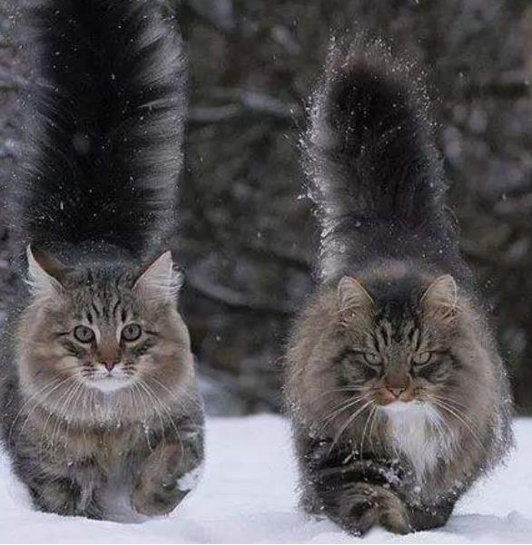 世界上最耐寒的猫 挪威森林猫(能适应零下16度的温度)