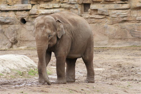 世界上鼻子最长的动物是什么 亚洲象（鼻子可以延伸到地上）