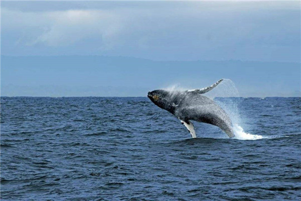 抹香鲸为什么潜水最强 抹香鲸是如何做到长时间下潜的