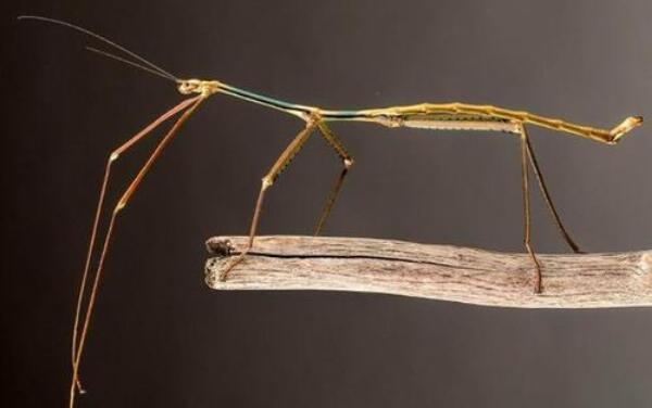 世界上最长的竹节虫，62.4厘米（2014年在中国发现）