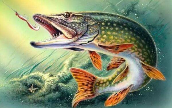 世界上寿命最长的鱼，狗鱼可活200多岁（鱼中老寿星）