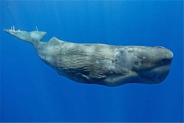 抹香鲸为什么潜水最强 抹香鲸是如何做到长时间下潜的