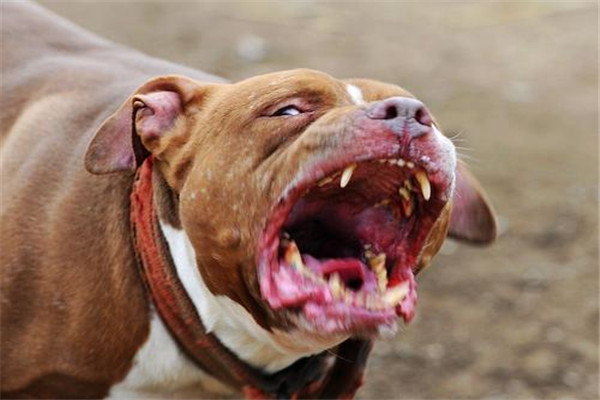 比特犬血统排名前五名 鳄鱼比特犬的咬痕力强超恐怖