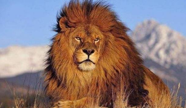 世界上最大的狮子 巴巴里狮(全长可达3.6米 纯种已灭绝)