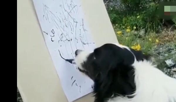 世界上最聪明的狗，边境牧羊犬（可以学习写字和画画）