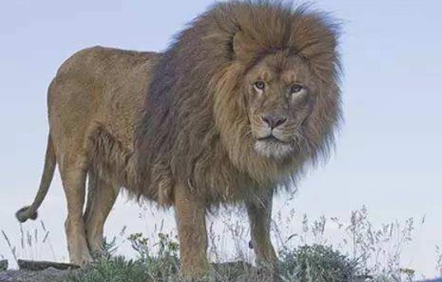 世界上最大的狮子 巴巴里狮(全长可达3.6米 纯种已灭绝)