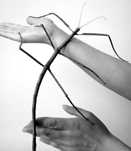 世界上最长的竹节虫，62.4厘米（2014年在中国发现）