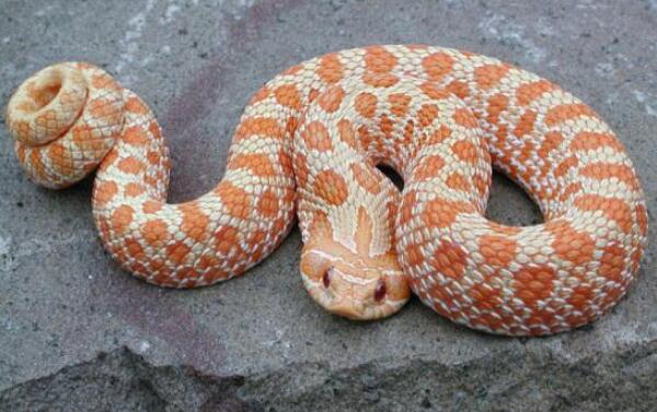 世界上最怂的蛇猪鼻蛇，吓人未成功就装死（宠物蛇）