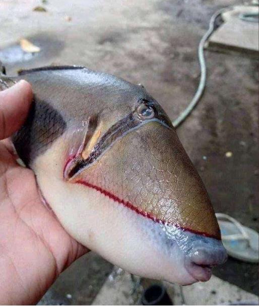 马来西亚发现长着人类牙齿和嘴唇的怪鱼 神秘鱼成网红