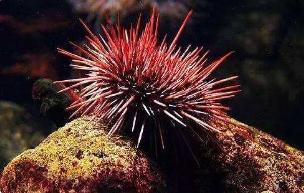 世界上最老的动物，埃尔克霍恩珊瑚（存活了5000多年）