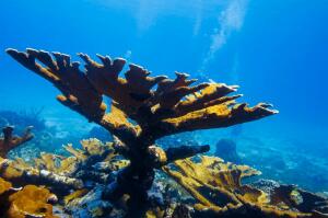 世界上最老的动物，埃尔克霍恩珊瑚（存活了5000多年）