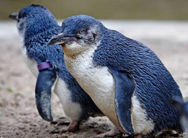 世界上最小的企鹅 小蓝企鹅(身高只有四十多厘米)