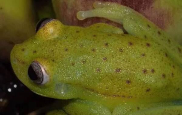 世界上第一种荧光蛙，能发出蓝绿色荧光（发现于2017年）