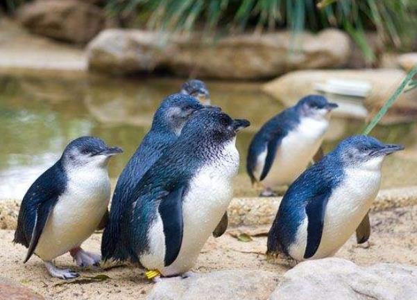 世界上最小的企鹅 小蓝企鹅(身高只有四十多厘米)