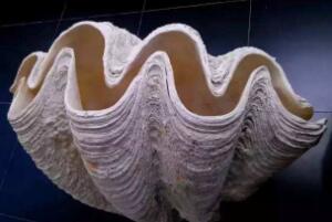 世界上最大的双壳贝，砗磲（最大长2米重500多斤）