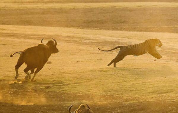 世界上最大的牛，印度野牛体重3000斤（把老虎赶的飞跑）