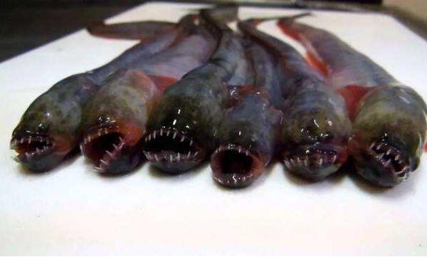 世界上最恶心的鱼，狼牙虾虎鱼（满口獠牙看一眼就恶心）