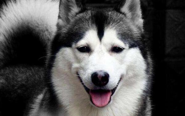 世界上最漂亮的狗Top5，第一是阿富汗猎犬（第二在中国）