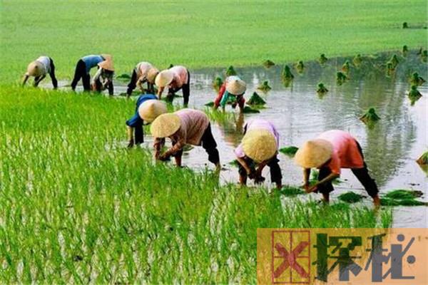 世界水稻产量排名 中国水稻产量第一印度次之