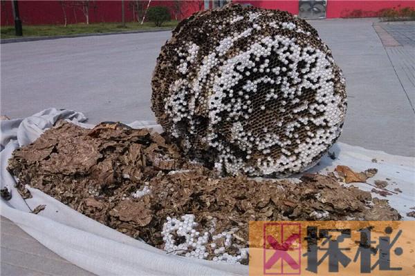 世界上最大的蚂蜂窝是在哪发现的 中国北京市房山区