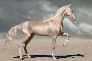 世界上最美的马，阿克哈·塔克马（体形优美全身泛金光）