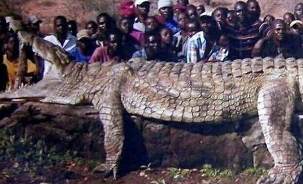 世界上现存体型最大的鳄鱼，身长6.4米/重达1075公斤