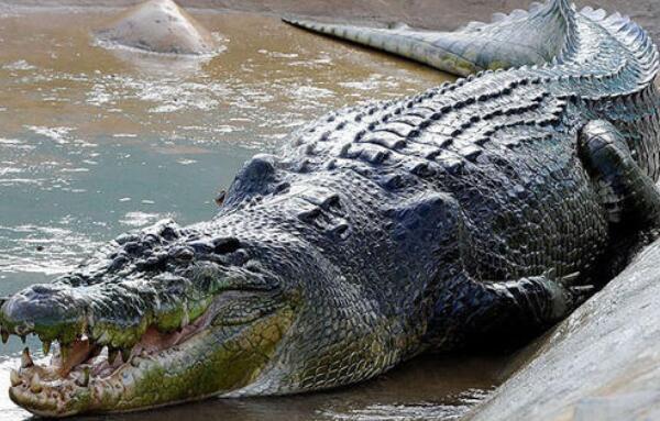 世界上现存体型最大的鳄鱼，身长6.4米/重达1075公斤