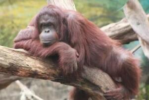 世界最老红毛猩猩，度过62岁生日（与孙子在东京生活）