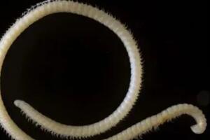 世界上最罕见的新物种，神秘千足虫（有4个性器官）