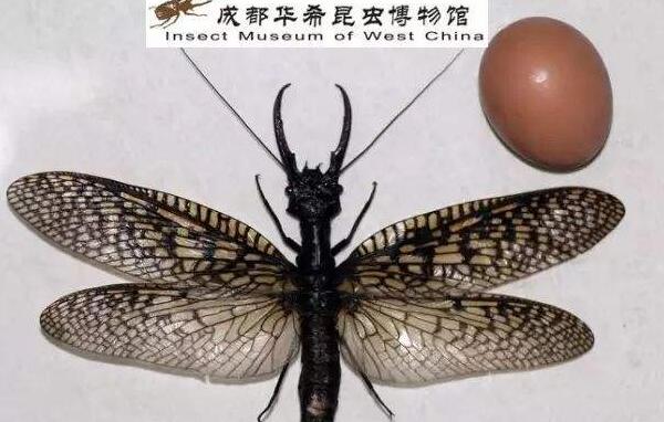 世界上最大的水生昆虫，越中巨齿蛉（翅展21.69厘米）