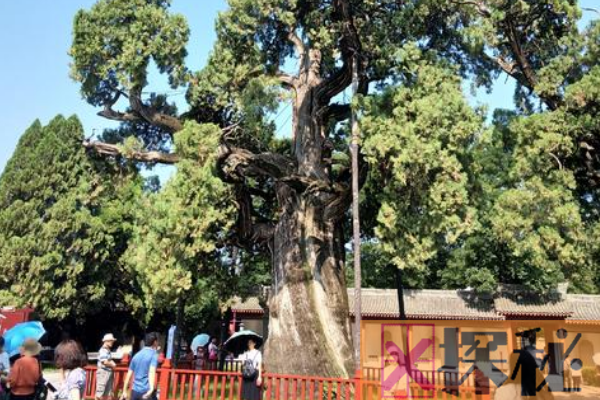 中国现存最古老的树:轩辕柏 由黄帝栽种(存活5千年)