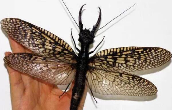 世界上最大的水生昆虫，越中巨齿蛉（翅展21.69厘米）