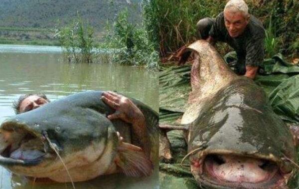 世界最大的鲶鱼种类，六须巨鲶（最大长5米重600斤）