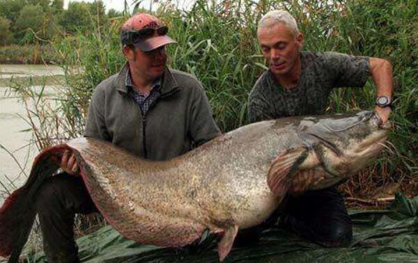 世界最大的鲶鱼种类，六须巨鲶（最大长5米重600斤）