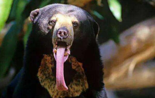世界上体型最小的熊，马来熊（体长仅1.2米很可爱）