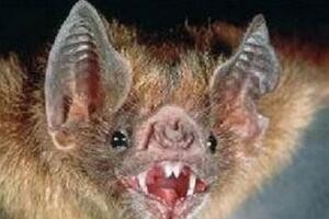 世界上最罕见的蝙蝠，猪脸大蝙蝠（长相凶恶/嗜血成性）