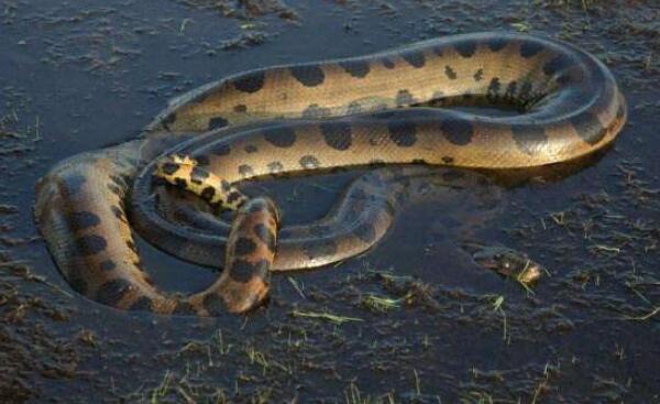世界上最大的蛇绿水蟒，体长达10米（可捕杀鳄鱼）