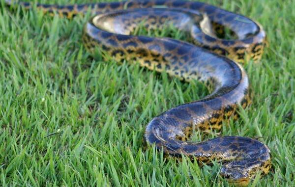 世界上最大的蛇绿水蟒，体长达10米（可捕杀鳄鱼）