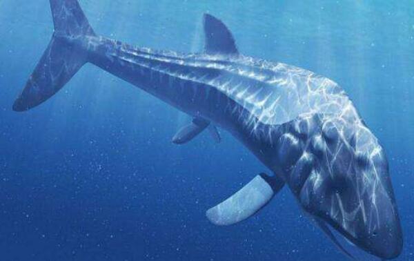 世界上最大的硬骨鱼类，利兹鱼（地球最大鱼/灭绝1.65亿）