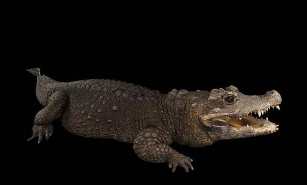 世界上体型最小的鳄鱼，非洲侏儒鳄（长1.3米可当宠物养）