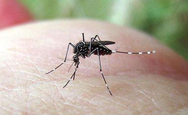 世界上最恐怖的虫类，蚊子（每年有83万人被叮死）