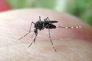 世界上最恐怖的虫类，蚊子（每年有83万人被叮死）