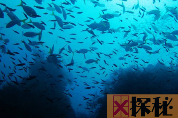 世界上最大的黑珊瑚森林:共计3万群(最高达1米)