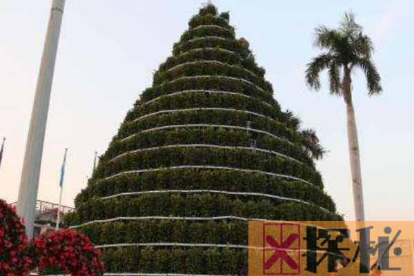 世界上最高的年桔树:可达三四层楼高(由1001颗小树组成)