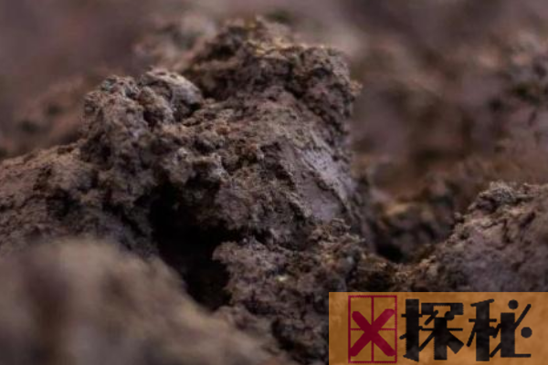 世界上最贵的泥巴:已窖藏637年之久(堪称无价之宝)