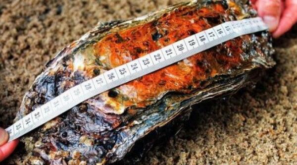世界上最大的牡蛎，丹麦巨型牡蛎（长35.5厘米重2公斤）
